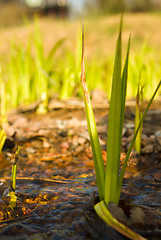 Image showing Spring stream close up