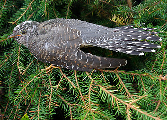 Image showing cuckoo