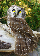 Image showing Owl