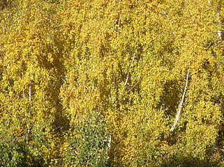 Image showing Yellow birch