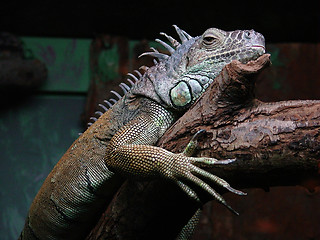 Image showing Iguana