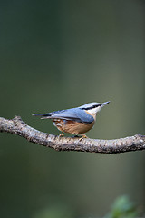 Image showing Nuthatch (Sitta europaea)