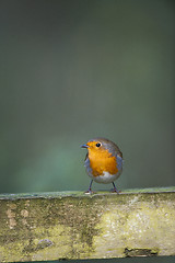 Image showing Robin (Erithacus rubecula)