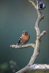 Image showing Chaffinch and Willow Tit