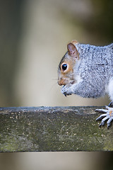 Image showing Grey Squirrel (Sciurus carolinensis)