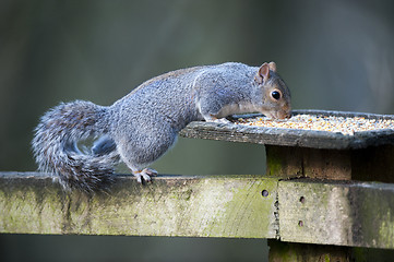 Image showing Grey Squirrel (Sciurus carolinensis)