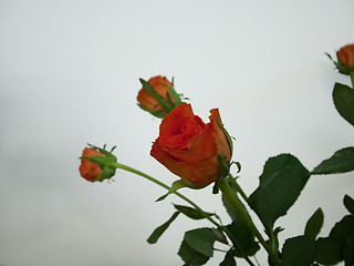 Image showing Bunch of red roses