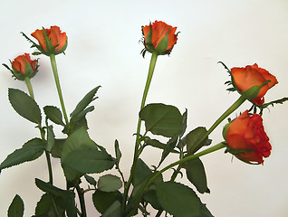 Image showing Red Roses