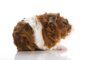 Image showing baby guinea pig