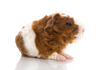 Image showing baby guinea pig