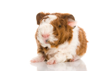 Image showing baby guinea pig