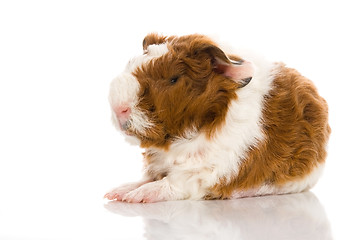 Image showing baby guinea pig