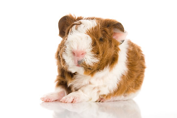 Image showing baby guinea pig