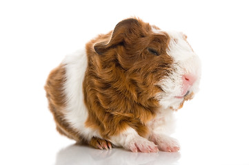 Image showing baby guinea pig