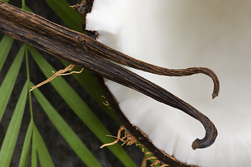 Image showing coconut and palm leaf. exotic scene 