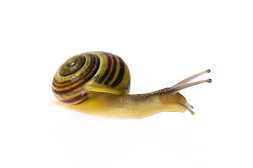 Image showing snail