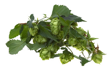 Image showing Detail of hop cone and leaves on white background 