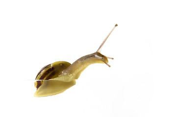 Image showing snail