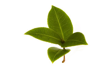 Image showing fresh tea leaves