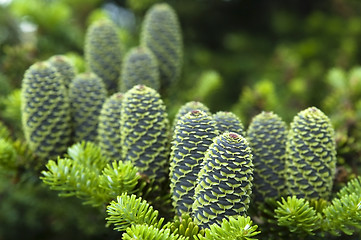 Image showing pine branch with cone