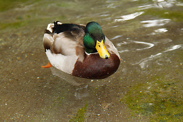 Image showing A duck