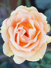 Image showing A rose