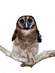 Image showing Malaysian owl