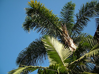 Image showing palm trees