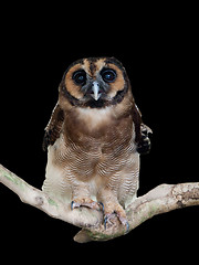 Image showing Malaysian owl