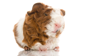 Image showing newborn guinea pig. texel