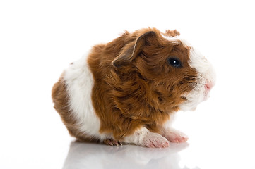 Image showing newborn guinea pig. texel