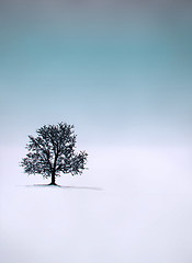 Image showing single tree