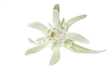 Image showing edelweiss
