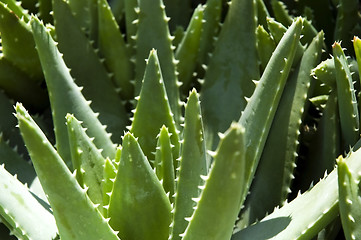 Image showing Green leaves of aloe plant 