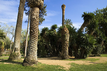 Image showing  in tropical park