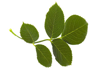 Image showing rose leaf isolated on the white background 