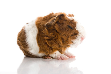 Image showing newborn guinea pig. texel