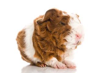 Image showing newborn guinea pig. texel