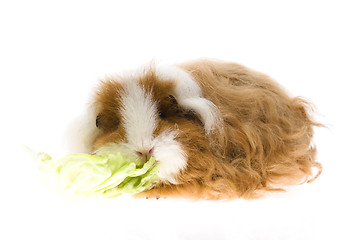 Image showing guinea pig isolated on the white background