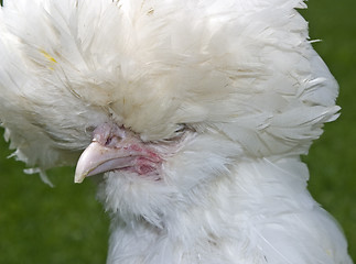 Image showing Fancy Chicken