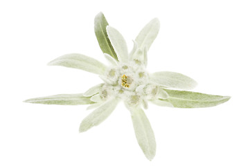 Image showing edelweiss