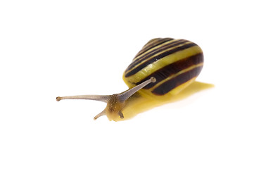 Image showing snail on the white