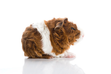 Image showing newborn guinea pig. texel