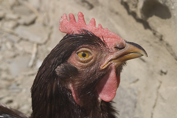 Image showing Rooster