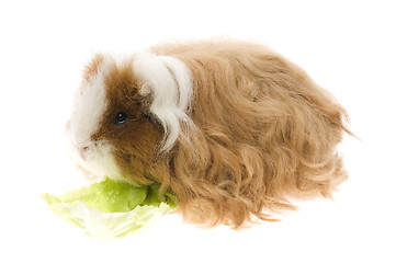 Image showing guinea pig isolated on the white background