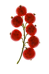 Image showing red currant isolated on the white background