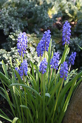 Image showing Grape hyacinths