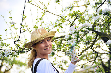 Image showing Young woman gardening - in apple tree orchard