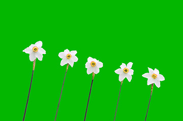 Image showing Daffodils over green background