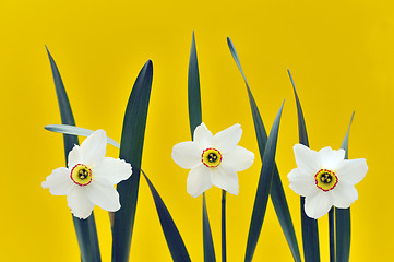 Image showing Daffodils over yellow background
